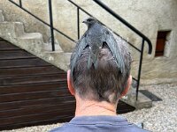 A nice avian toupee for thinning hair