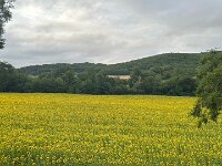 27th - Paulie visited a sunflower/tournesol field on the road to Varen.