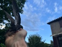 After 3 days Sophie regained her strength. Whilst sitting in Stephen's head in the kitchen, she had the confidence to take advantage of the extra  height (being one level up). She flew out the window to rejoin her pals