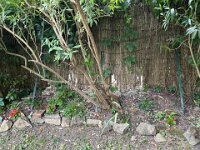 BUT... dumping materials against the La Cachette reed fence had caused a lot of damage