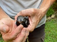 But for those without a climatiseur, abandoning nesting in hot roofs was the only option. Sophie Swift was found on the ground in the garden.