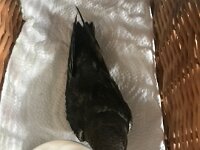 Stpehen and Paulie had some experience- in 2019 Sally Swift lived with the duo for a few weeks whilst they rehabilitated her