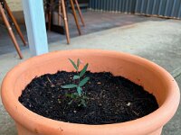 Including a miniature eucalypt