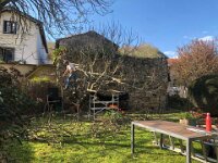 The long overdue fig pruning.