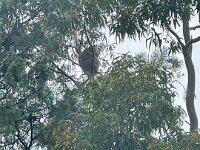 28th - Service with a smile. Stephen showed their tenant around Adelaide city and the Hills. A local koala woke up to say hi at Mount Lofty