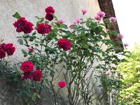 Including the roses at La Cachette. Reds first bloomed