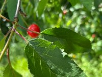 Back in St Antonin, La Cachette's cherry tree delivered