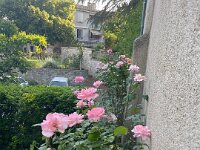 The pink.
