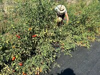 Then it was off to collect ingredients for the day's meals.