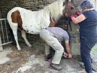 13th - With guests en route home to Gothenburg, Stephen had time to assist Yolande by being trainee Farrier for Rubens