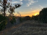 24th - as the sun rose, it was time to do the real work -releasing or checking on the beasties. 2 dogs, 2 cats, 10 chickens, 3 geese, two ducks, and two birds.